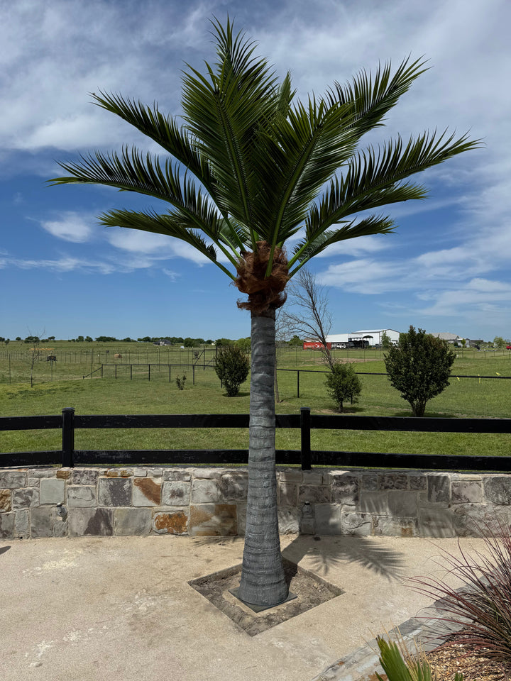 Caribbean Palm Collection