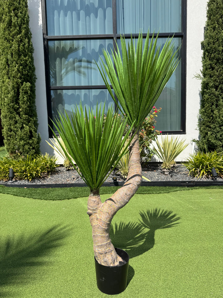 Agave Collection