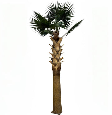 12ft Sabal Palm Tree