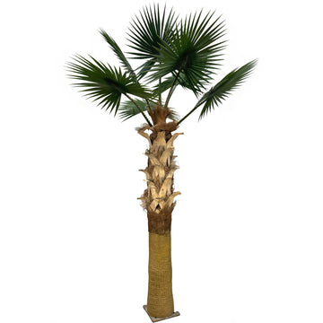 10ft Sabal Palm Tree