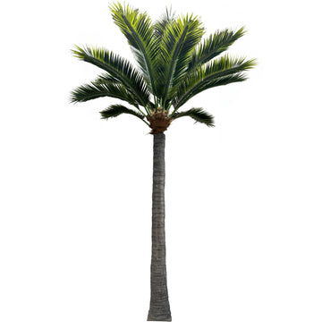 21ft Caribbean Palm Tree