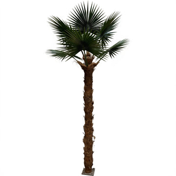 11ft Windmill Palm