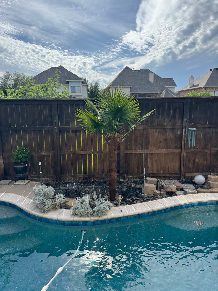 Windmill Palm Collection