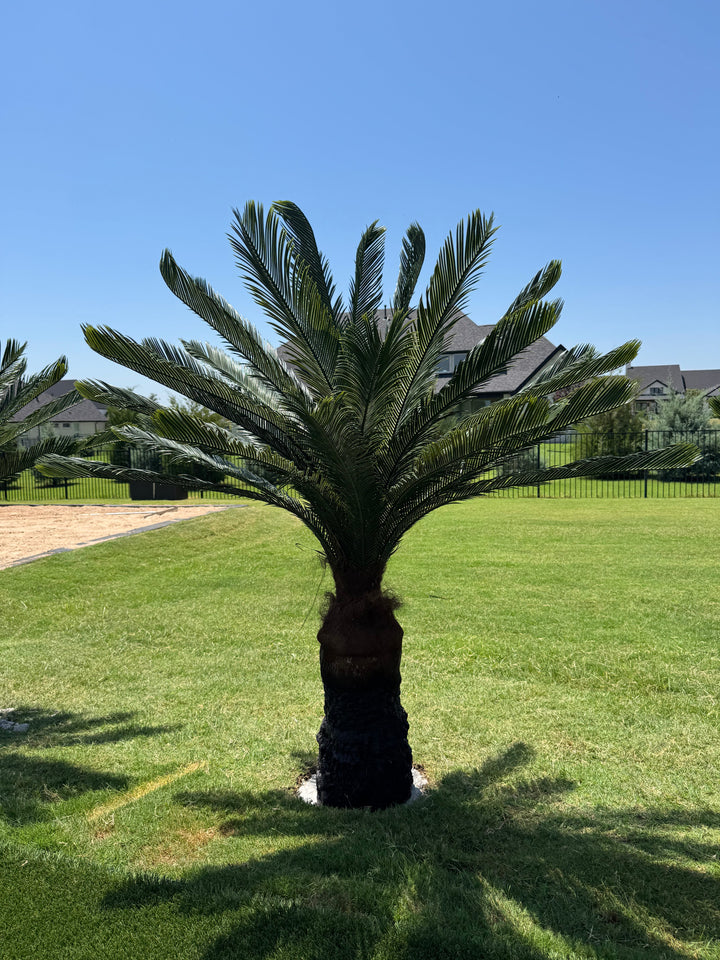 Sago Palm Collection