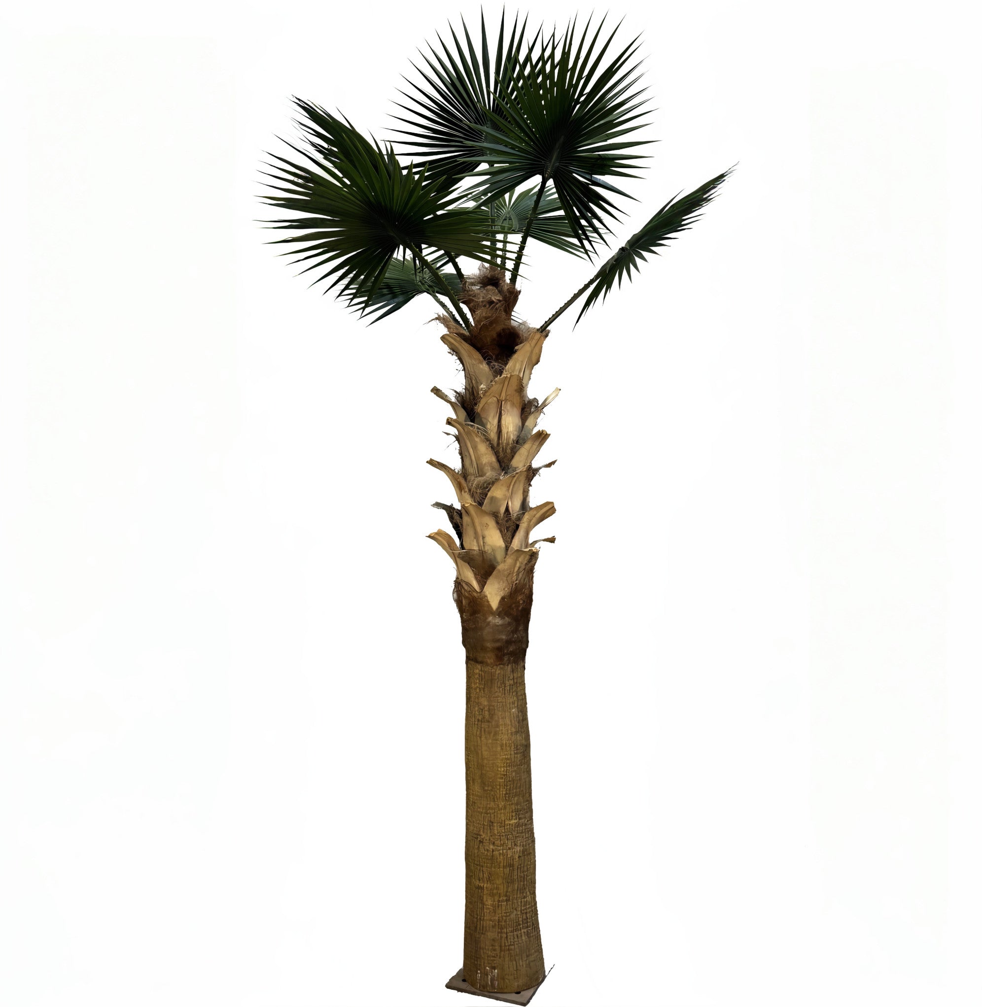 12ft Sabal Palm Tree