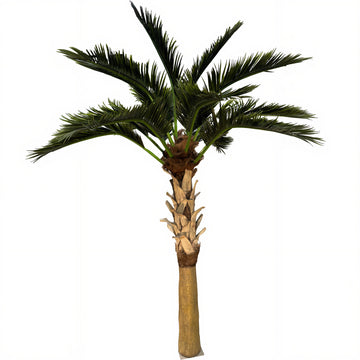 16ft Sabal Palm Tree