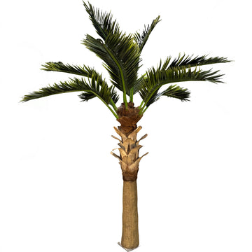 14ft Sabal Palm Tree