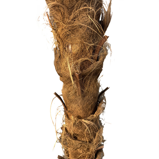 11ft Windmill Palm