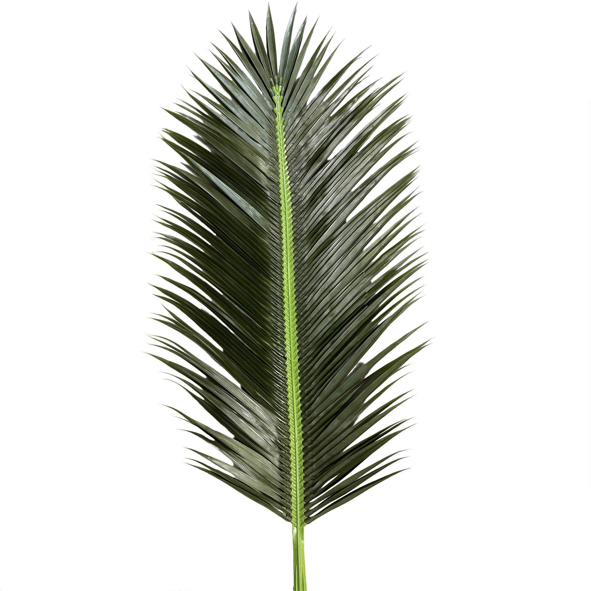 21ft Sabal Palm Tree
