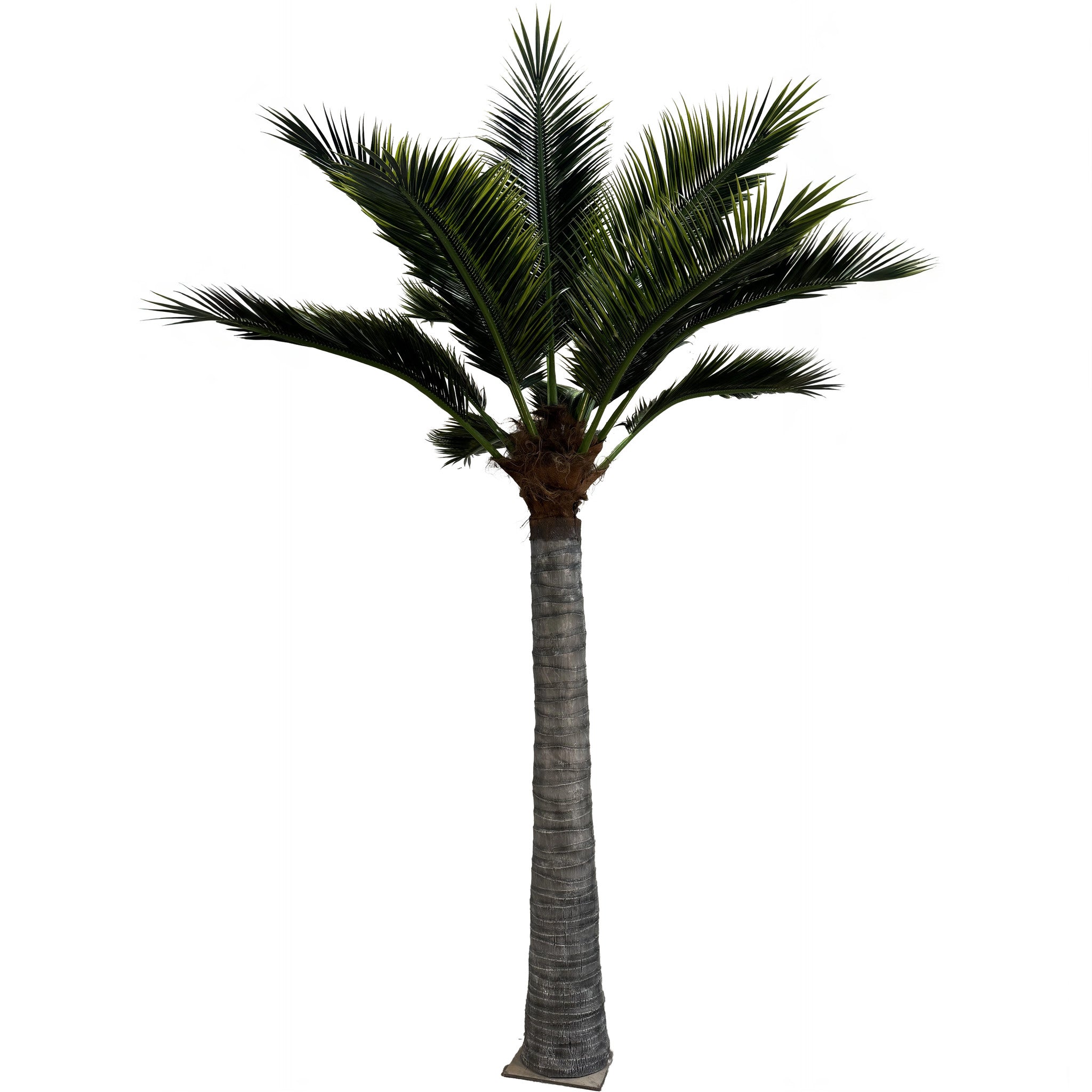 16ft Caribbean Style Palm