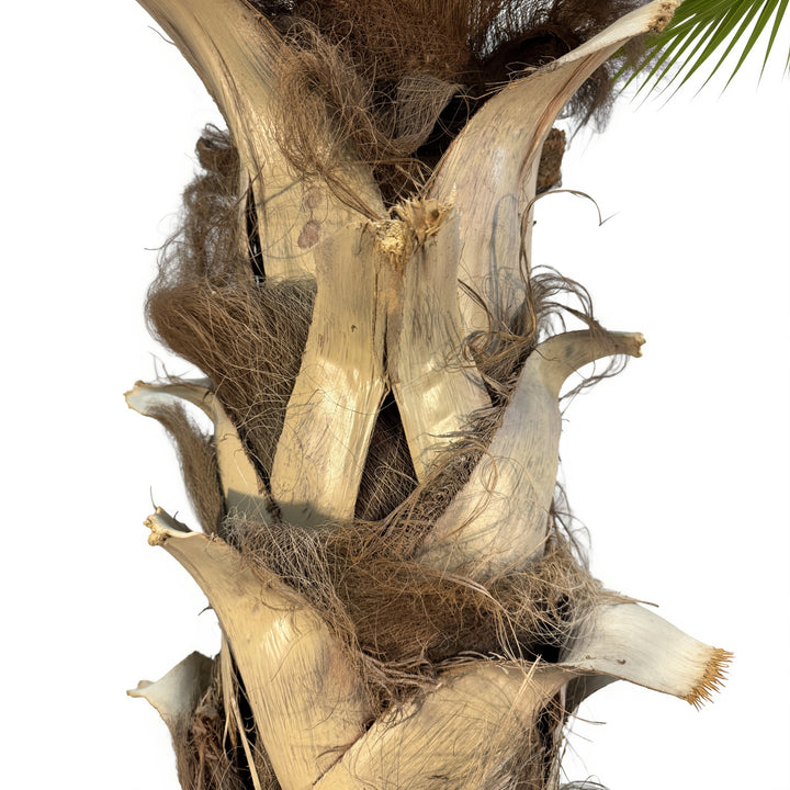 17ft Sabal Palm Tree