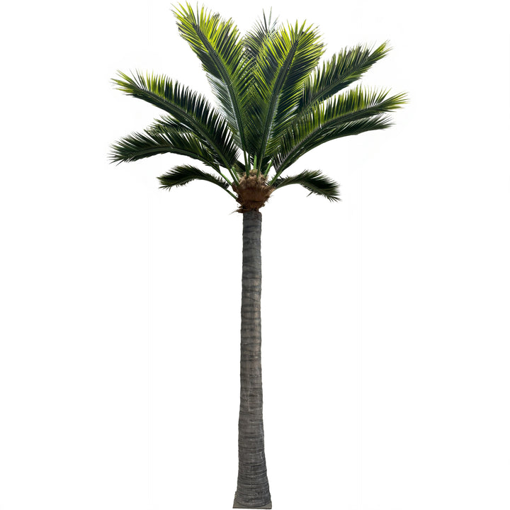 21ft Caribbean Palm Tree