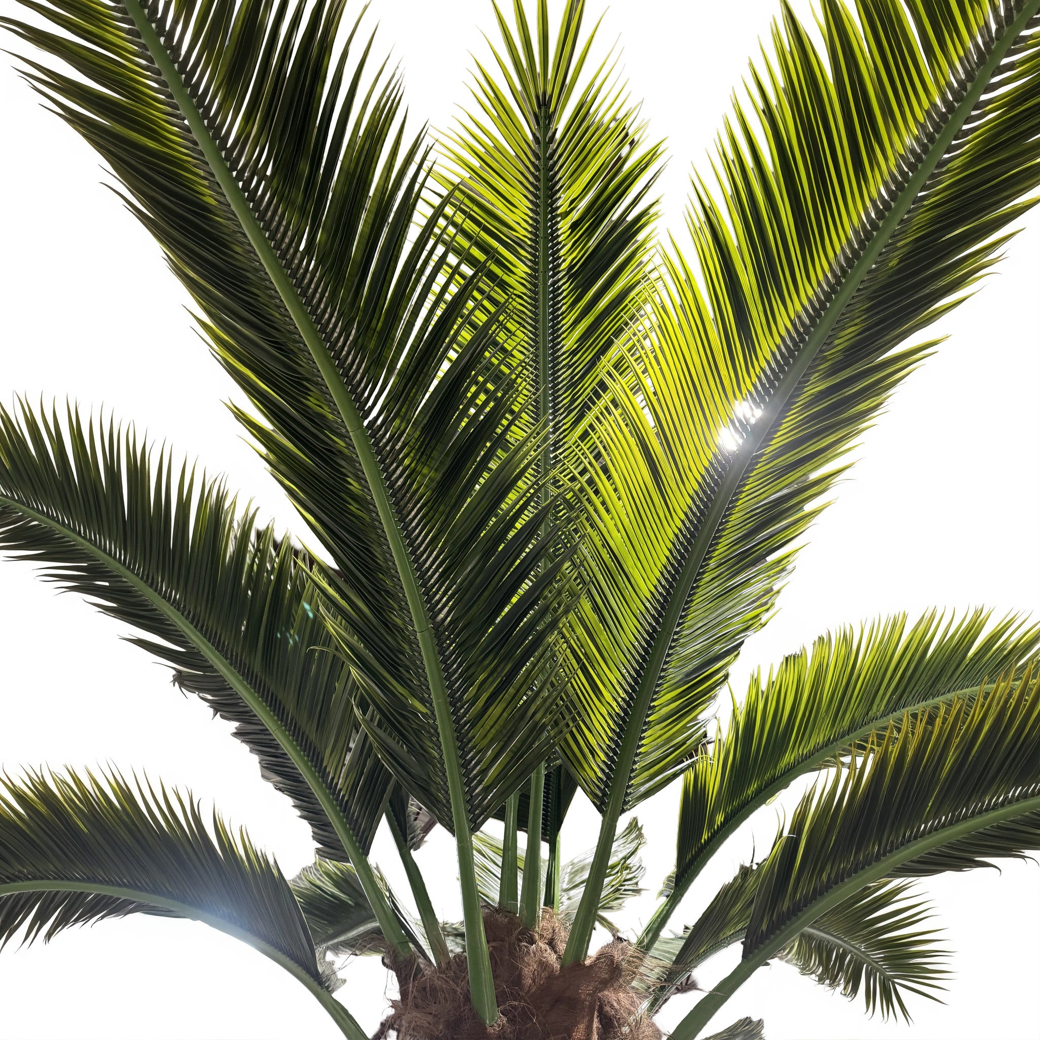 17ft Caribbean Palm Tree