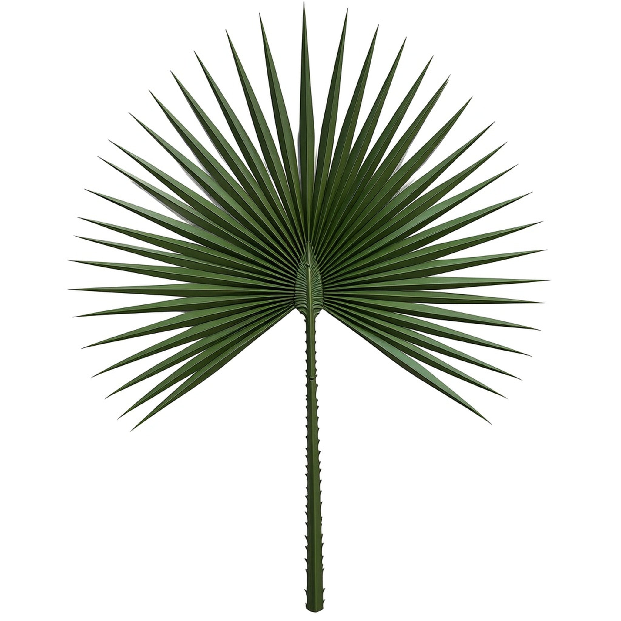 7ft Windmill Palm