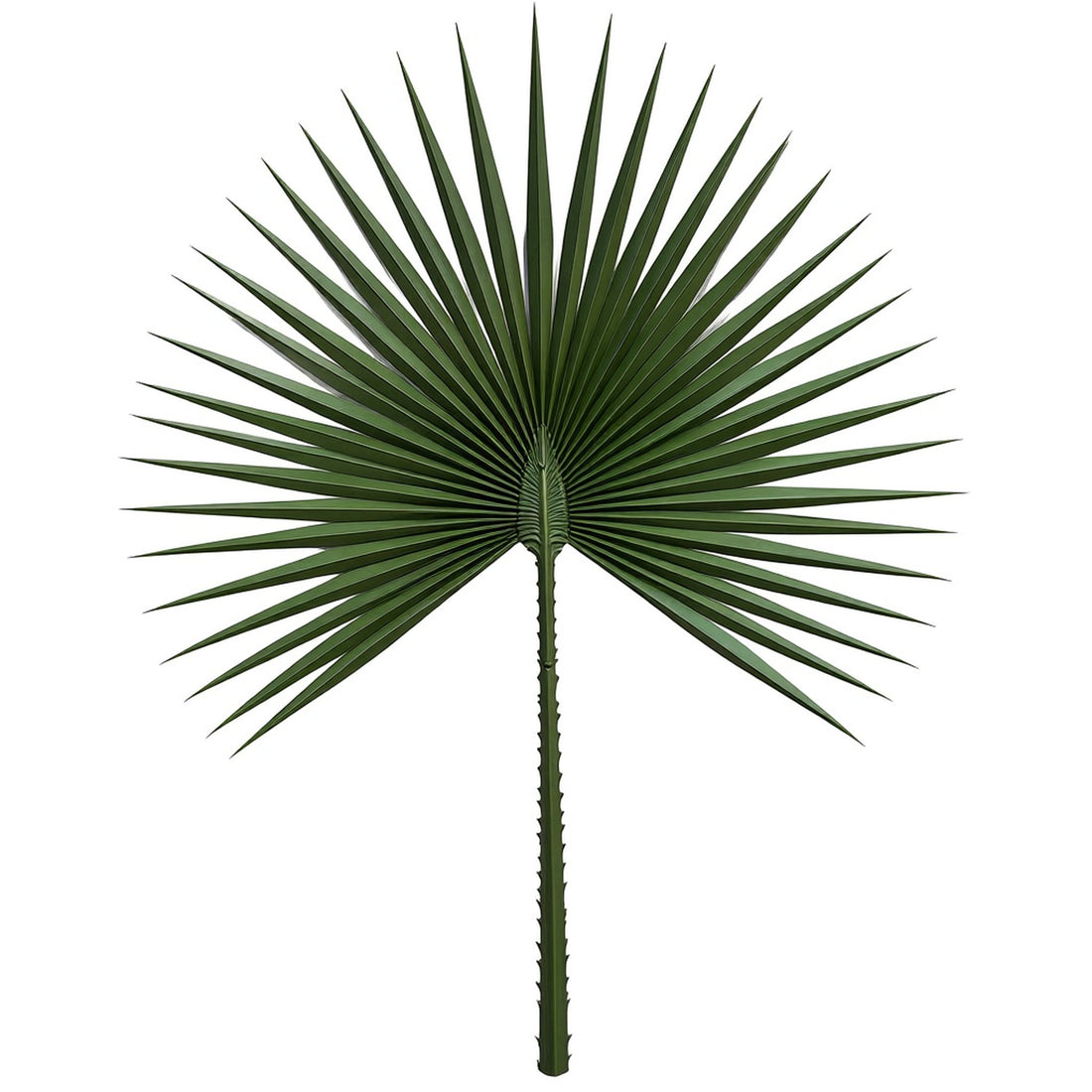 7ft Windmill Palm