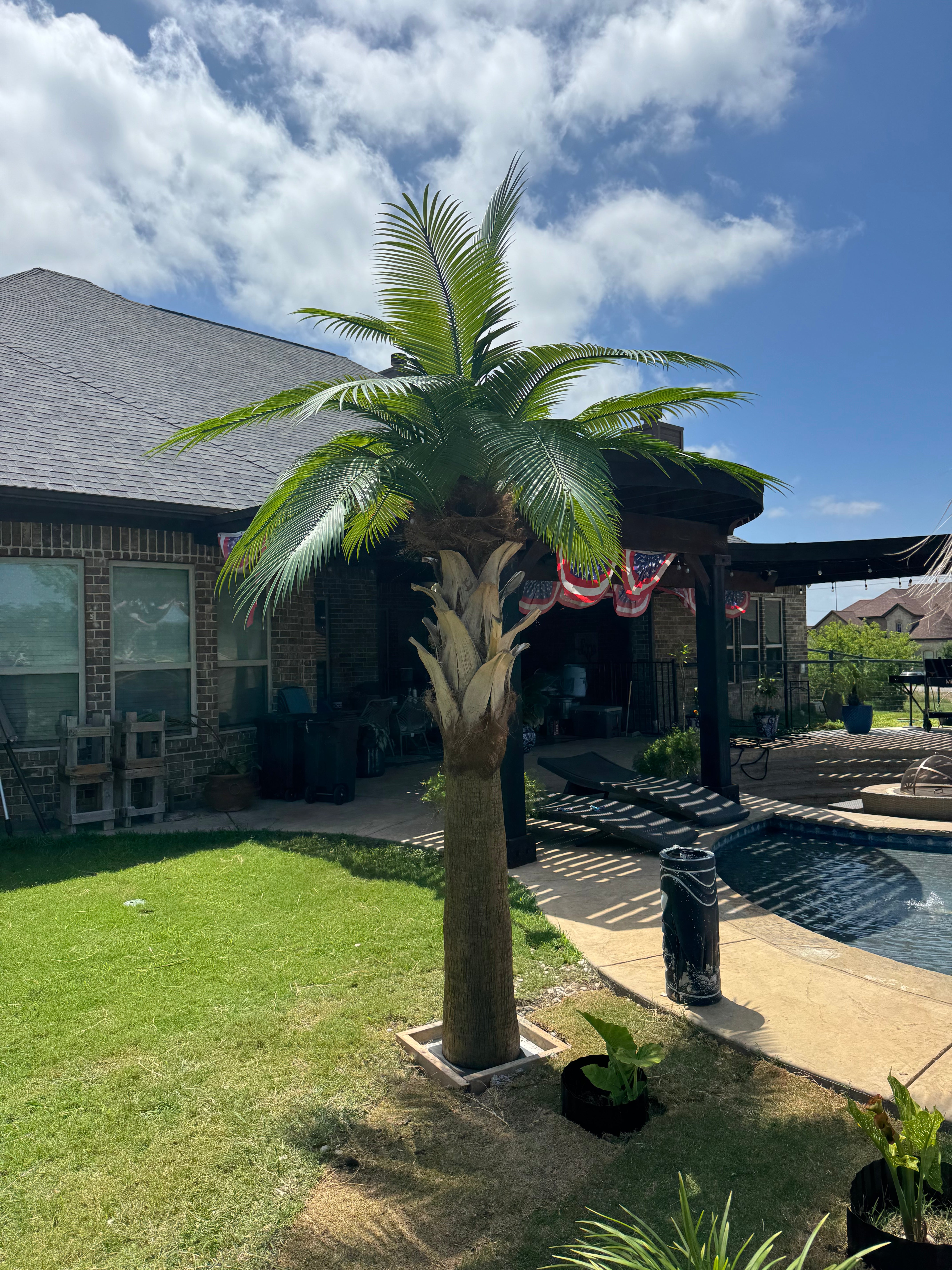 12ft Sabal Palm Tree