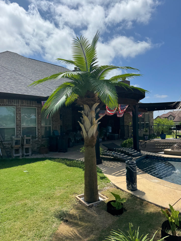 12ft Sabal Palm Tree