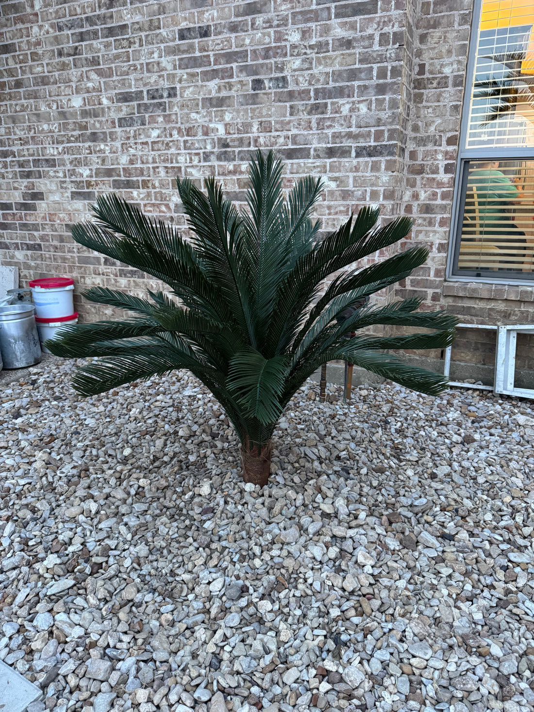 4ft Sago Palm