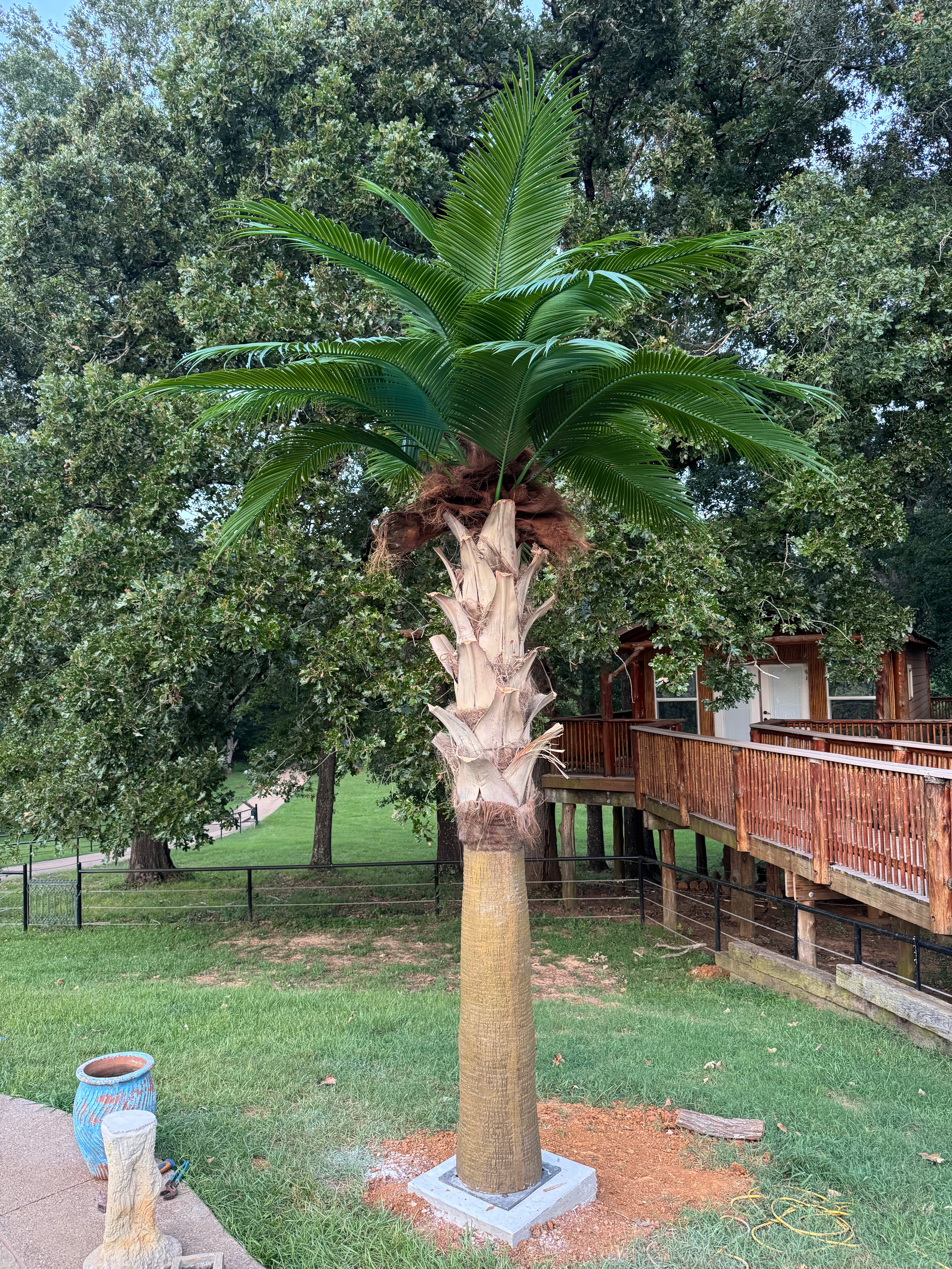 14ft Sabal Palm Tree