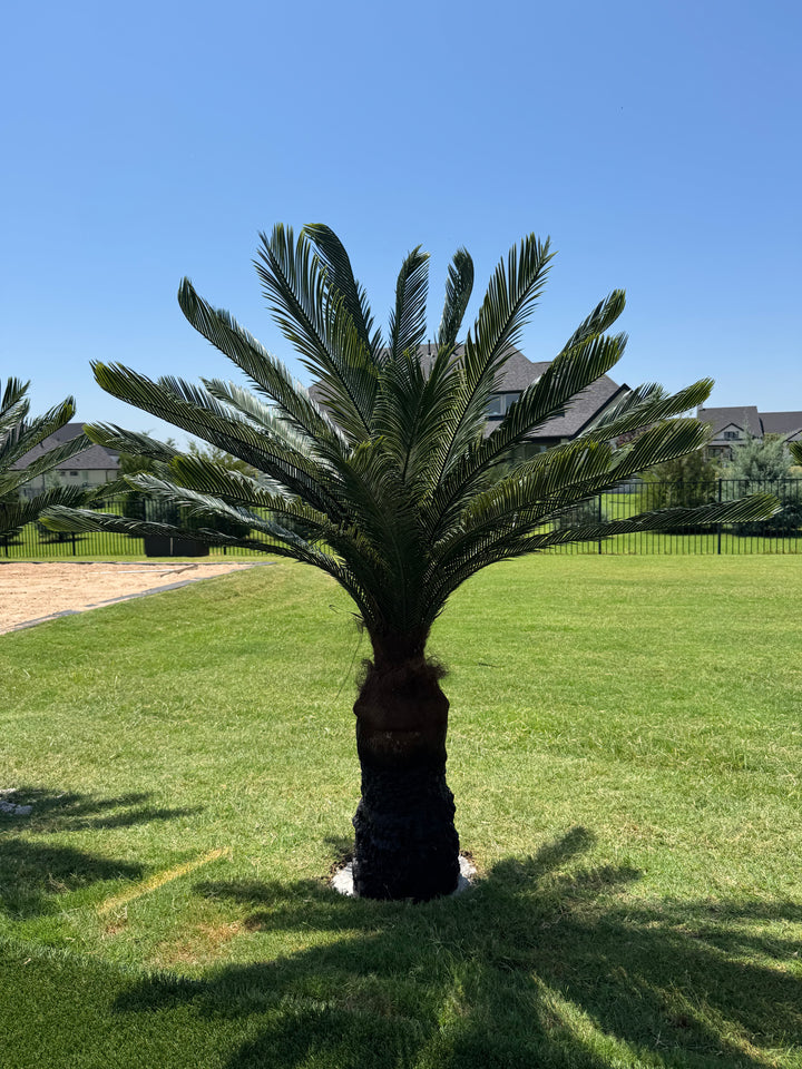 5.5ft Sago Palm
