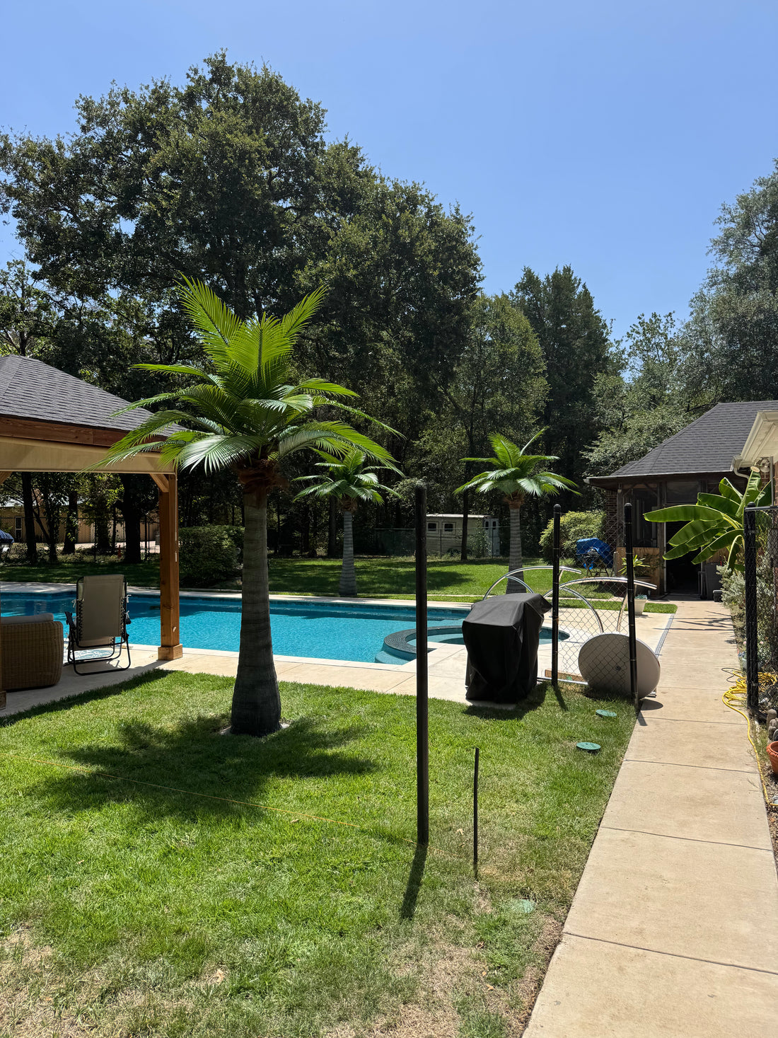 14ft Caribbean Palm Tree