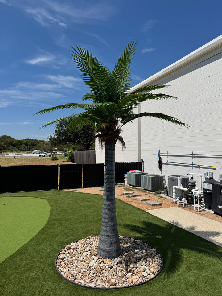 12ft Caribbean Palm Tree