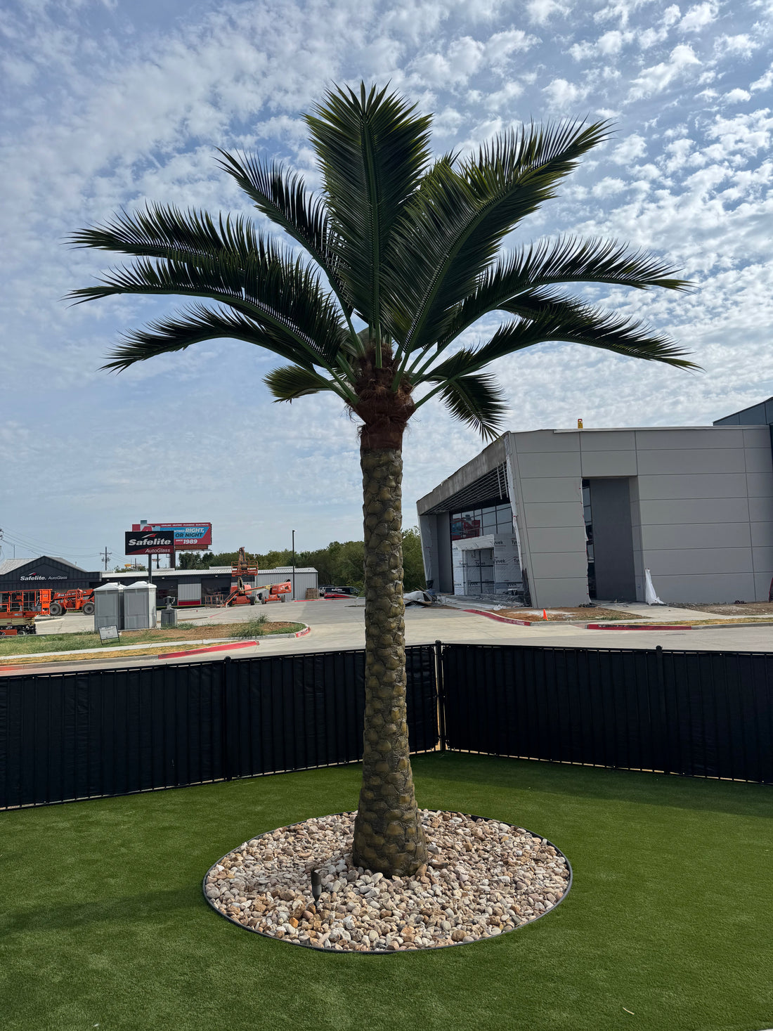 21ft Date Palm Tree