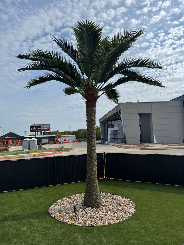 21ft Date Palm Tree
