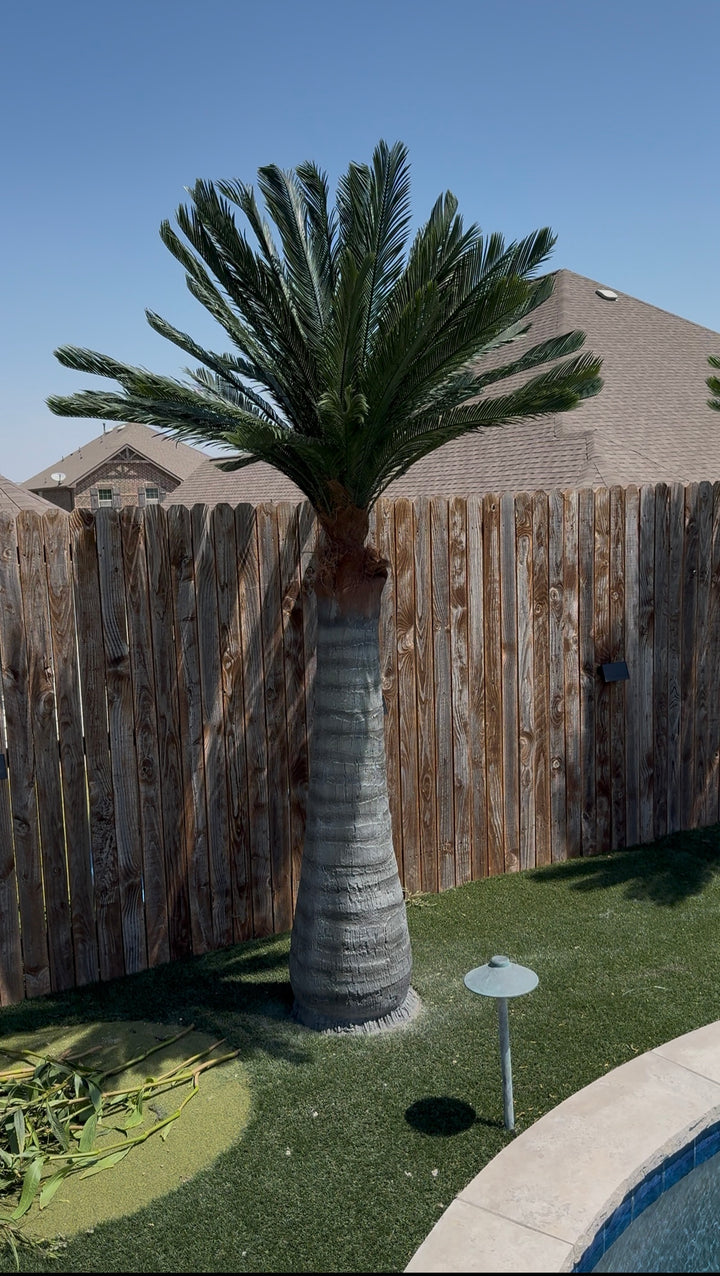 7ft Canary Palm Tree