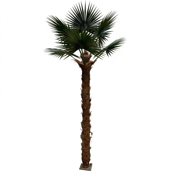 11ft Windmill Palm