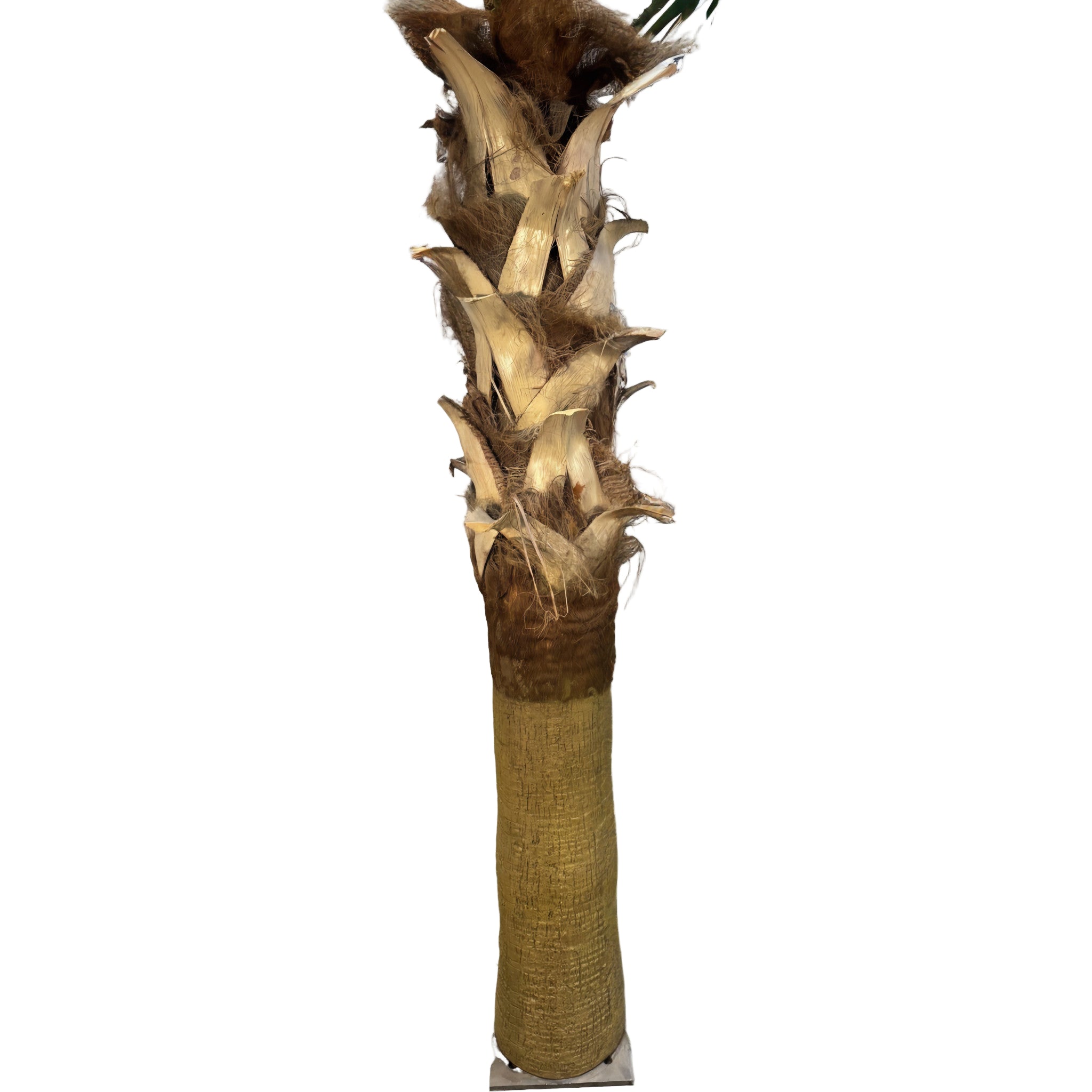 21ft Sabal Palm Tree