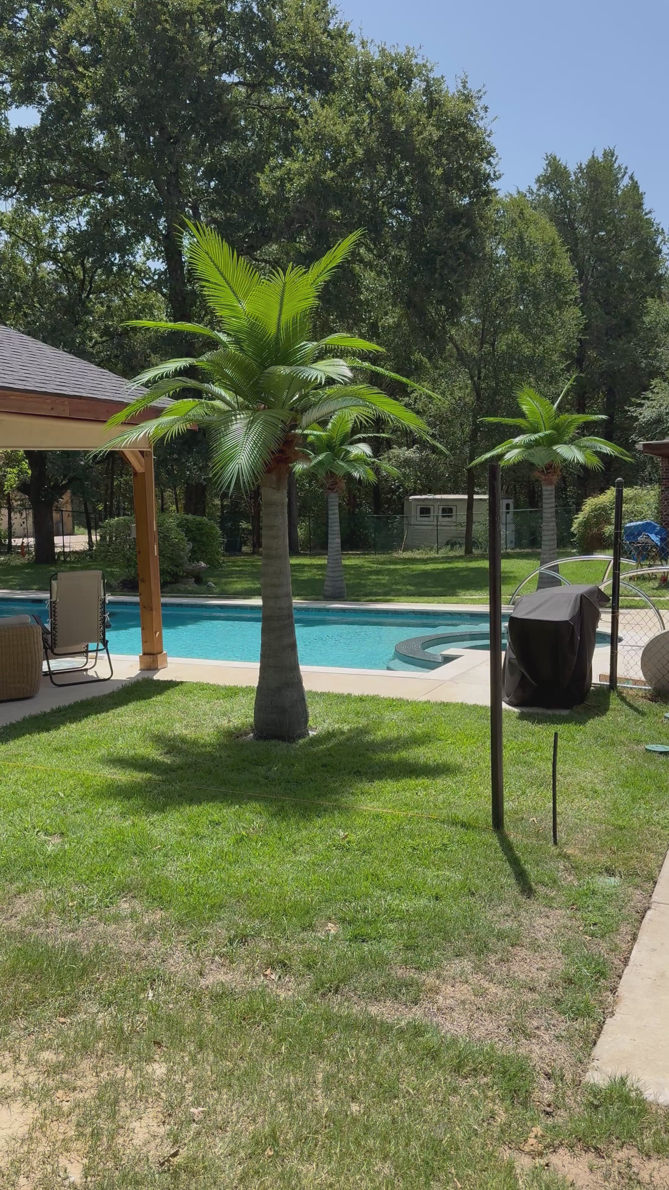 12ft Caribbean Palm Tree